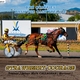 Strawberry Courage wins at Tamworth 10th Dec 2015 by Julie Maughan